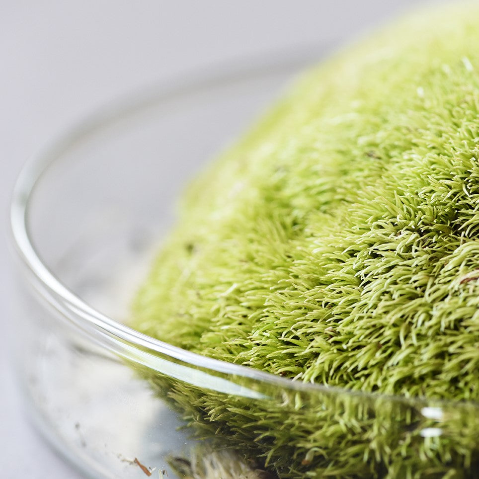 Atelier de création de terrarium moyen