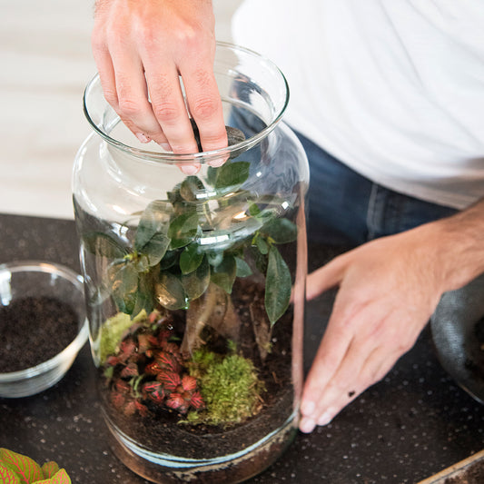 Atelier de création de grand terrarium