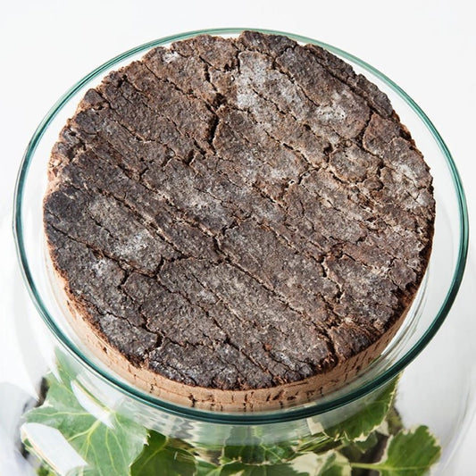 Bouchon pour terrarium Praslin